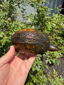 Red Cheeked Mud Turtle Adult Trio