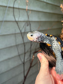 Ornate Diamondback Terrapin Female