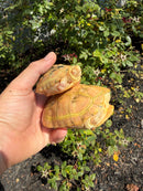 Albino Reeves Turtle Pair