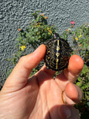 HI YELLOW Florida Box Turtle