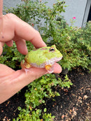 Mutant  Pacman Frog