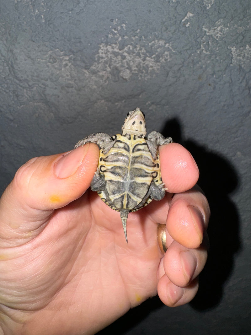 Hi White Concentric Diamondback Terrapin 2024