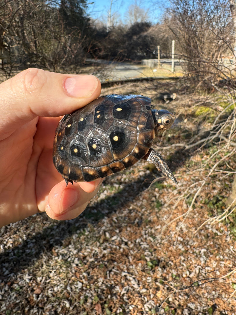 Spotted Turtle 2023 Female