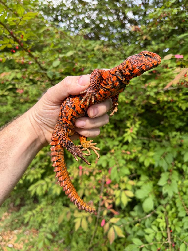 Super Red Niger Uromastyx Adult Pair