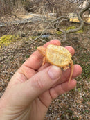 Baby Albino Common Snapping Turtle Female