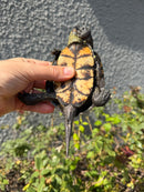 Franco-Italian Pond Turtle Adult Male