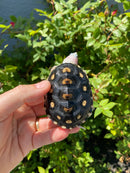 Ornate Diamondback Terrapin Female
