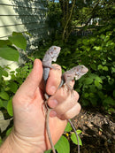 Purple Zero Translucent Iguana Babies (Iguana iguana)