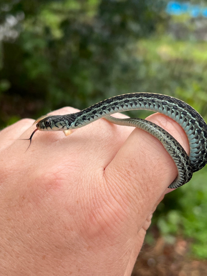 Florida Blue Garter Snake Juvenile Female