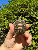 Leopard Tortoise 2024