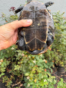 Adult Mississippi Diamondback Terrapin Female