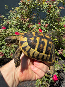 Eastern Hermann's Tortoise Adult Female