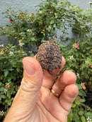 Hypomelanistic Common Snapping Turtle 2026