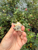 Hypomelanistic Common Snapping Turtle 2026