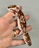 White Out Oreo Zulu African Fat Tailed Gecko Adult Female