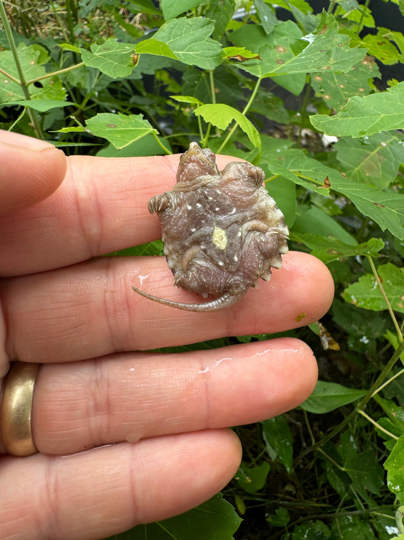 Albino Florida Snapping Turtle 2024