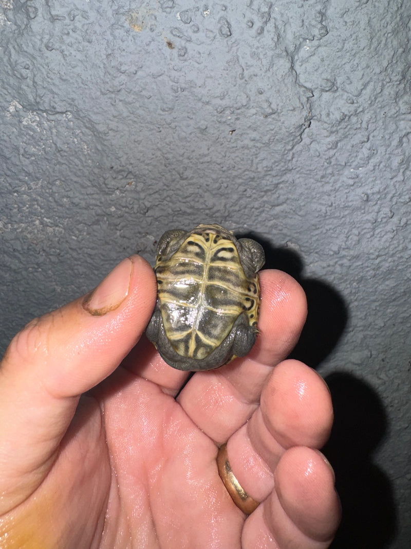 Hi White Concentric Diamondback Terrapin 2024