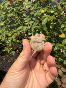 Albino Florida Snapping Turtle 2026