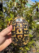 Libyan Greek Tortoise Adult Male