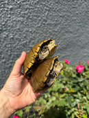 Yellow Mud Turtle Adult Pair