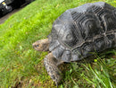 Burmese Black Mountain Tortoise Female