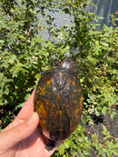 Red Cheeked Mud Turtle Adult Trio