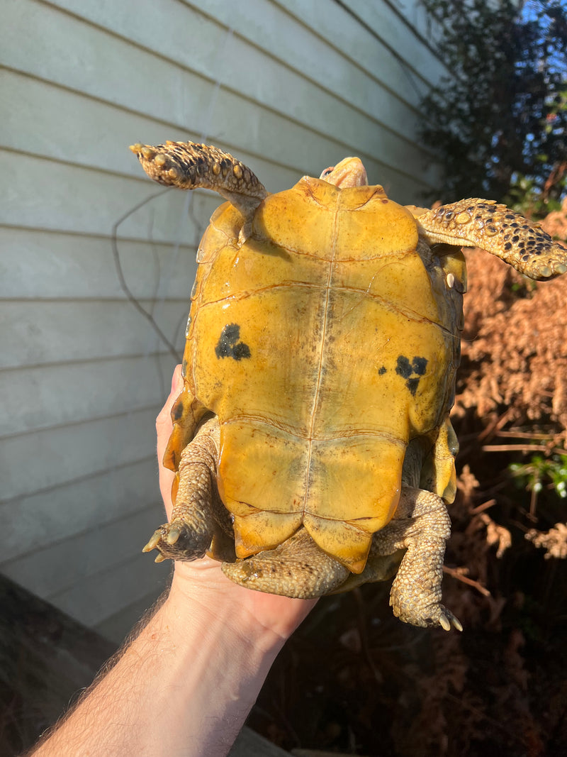 Forstens Tortoise Adult  Male 10 (Indotestudo forstenii)