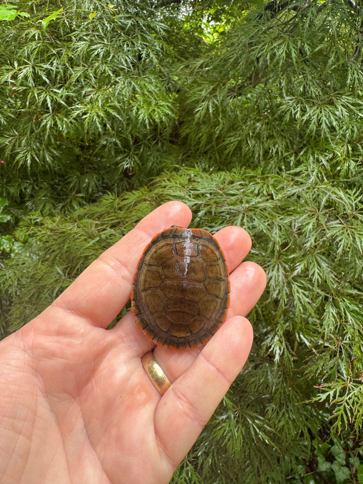 Red-headed Amazon River Turtles For Sale | American Reptile