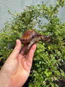 Spiny Hill Turtle CB 2025
