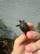 HI YELLOW Florida Box Turtle