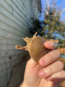 Nile Softshell Baby USA CB