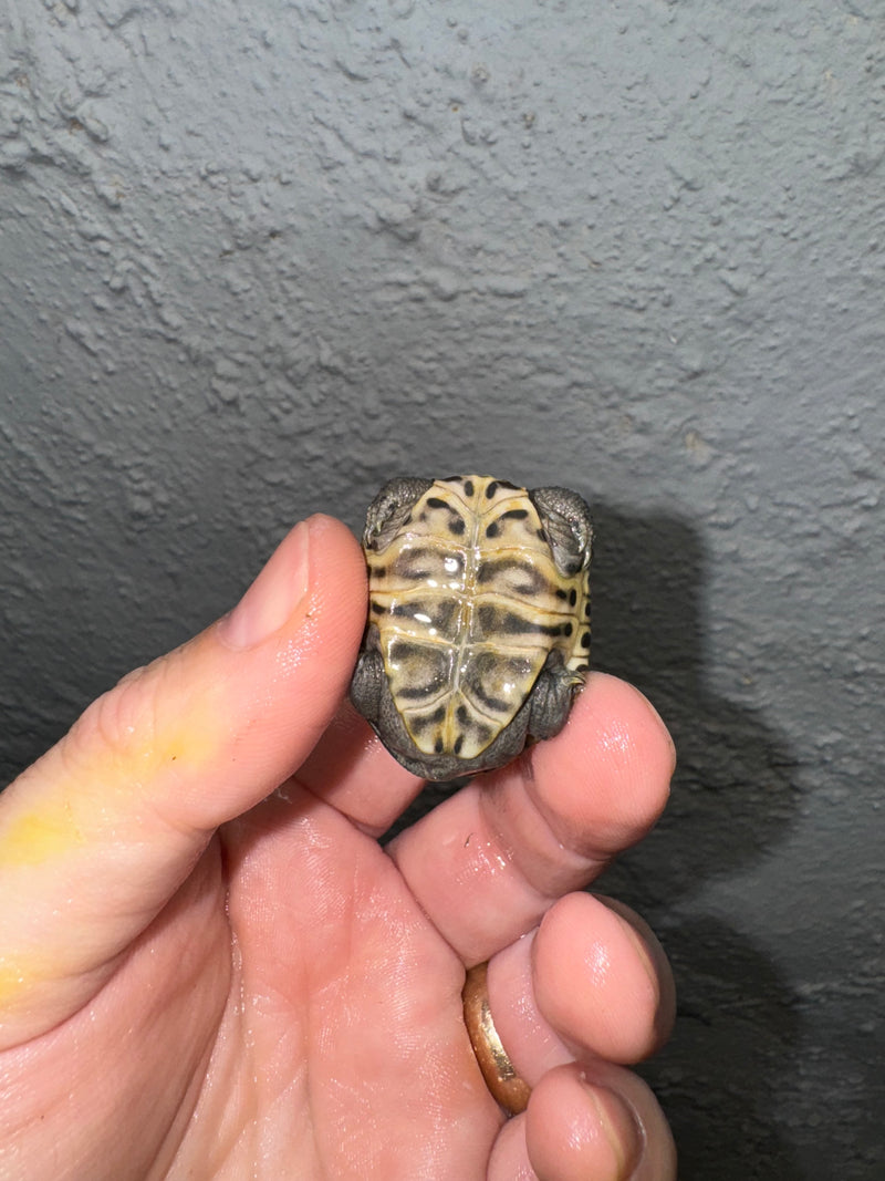 Hi White Concentric Diamondback Terrapin 2024