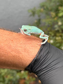 Waxy Monkey Tree Frog (Phylomedusa sauvagii)