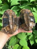 Twist-necked Turtle LTC Pair
