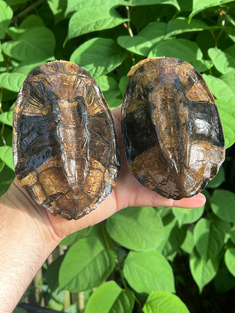 Twist-necked Turtle LTC Pair