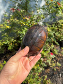 Red Cheeked Mud Turtle Adult Trio