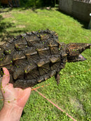 Alligator Snapping Turtle Sub Adult Female