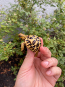 Burmese Star Tortoise 2026
