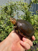 Red Cheeked Mud Turtle Adult Trio