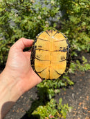 Sicilian Pond Turtle Adult Pair