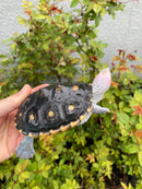 Ornate Diamondback Terrapin Male