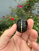 HI YELLOW Florida Box Turtle