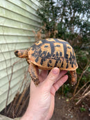 Jordanian Golden Greek Tortoise Female