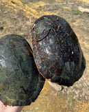 Northern Red Bellied Turtle Adult Pair