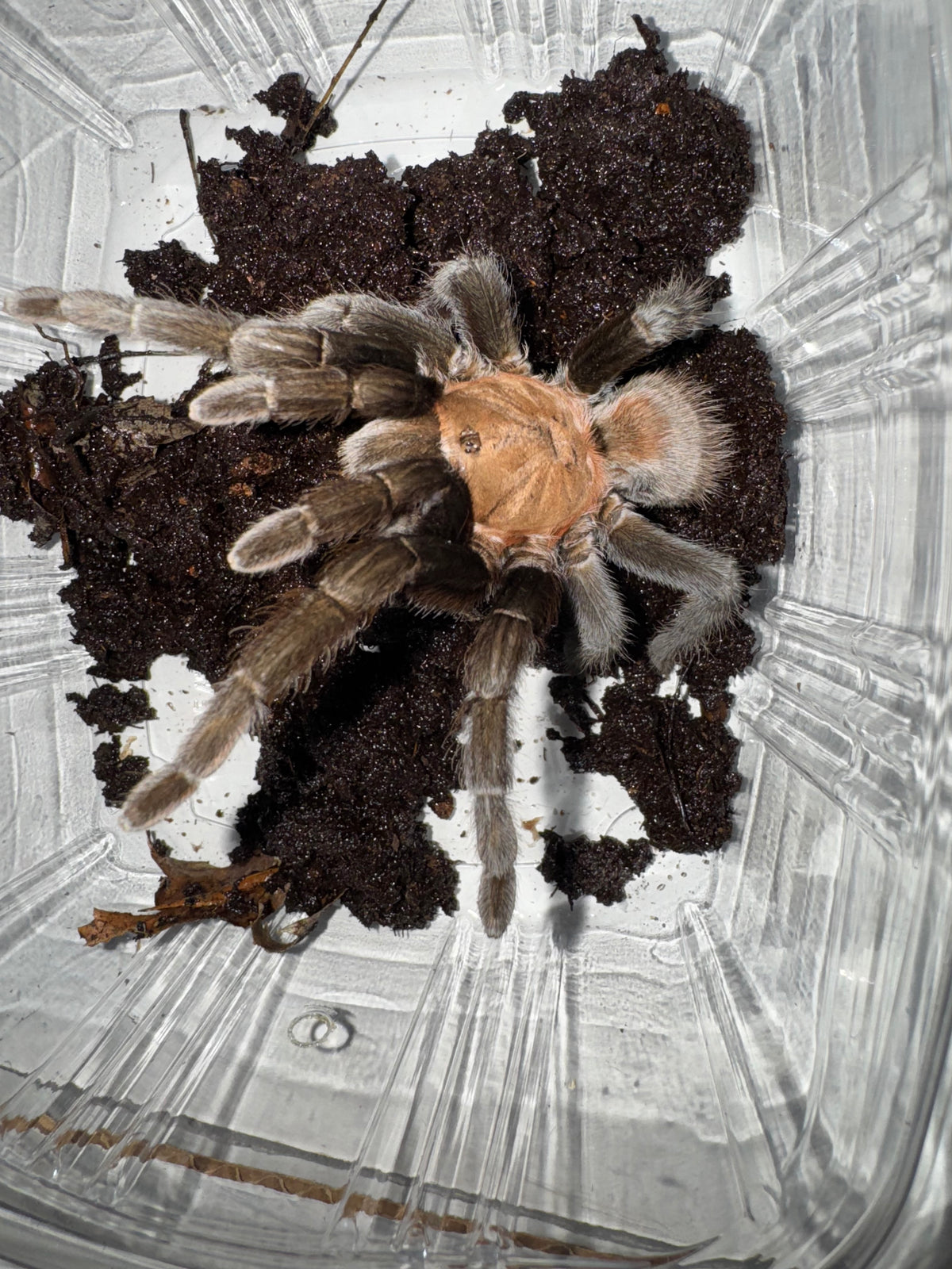Texas Tan Tarantula Adults For Sale | American Reptile Distributors