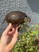 Franco-Italian Pond Turtle Adult Female