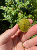 Mitch Clown Red Eared Slider Turtle
