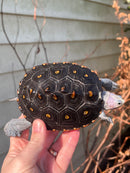 Ornate Diamondback Terrapin Female