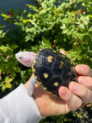 Ornate Diamondback Terrapin Female