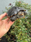 Northern Diamondback Terrapin Adult Female